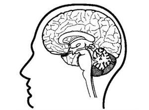Psychology and Brain Sciences Puzzles + Coloring Pages Science Fest