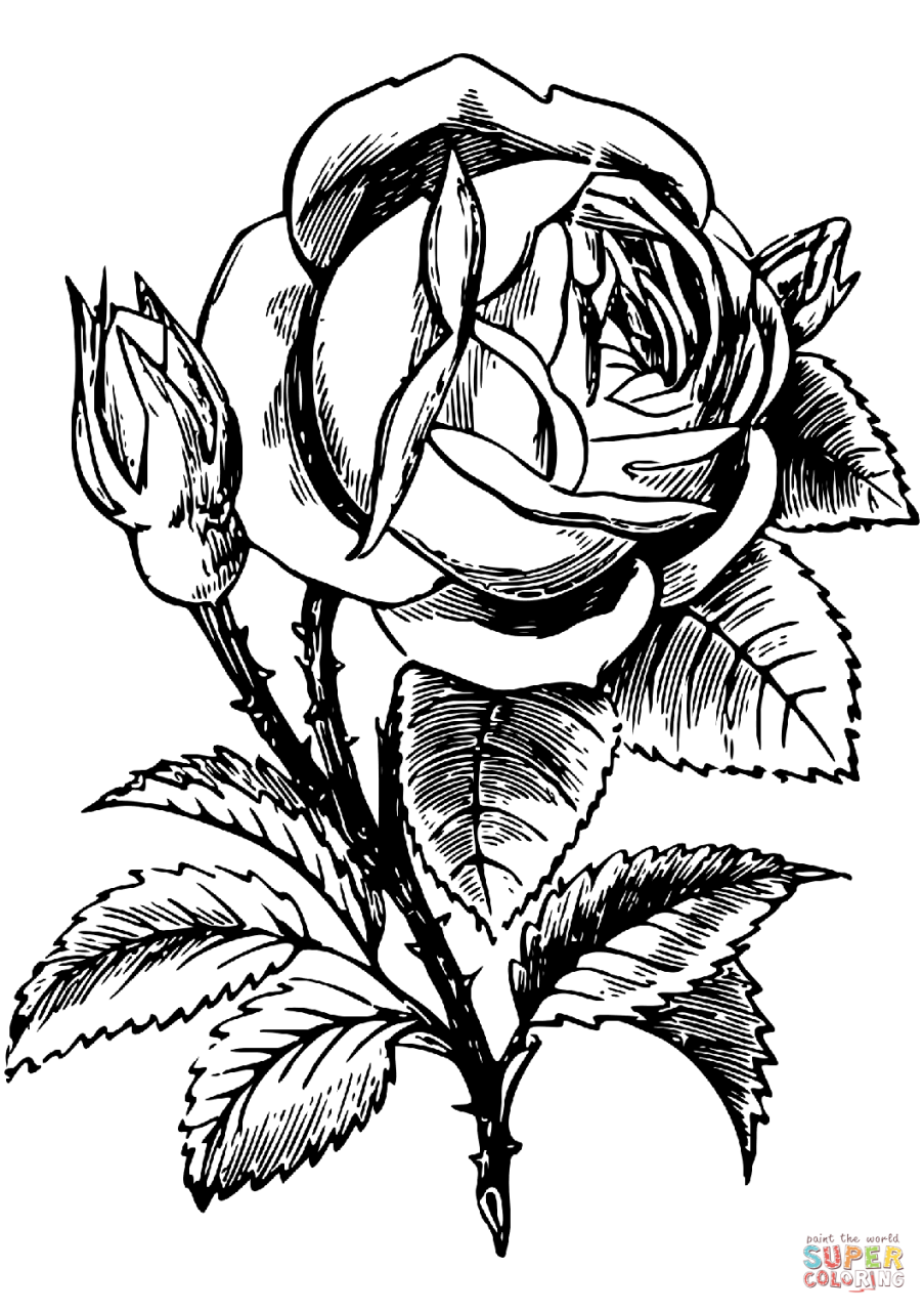 Rose coloring page Free Printable Coloring Pages