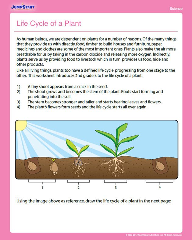 5th Grade Plant Life Cycle Worksheet