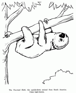 Animal Drawings Coloring Pages Twotoed Sloth animal identification