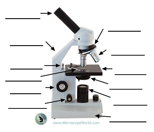 Microscope Labeling Worksheet Pdf