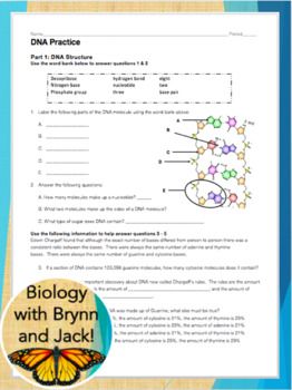 Dna Replication Practice Worksheet Answer Key Biology