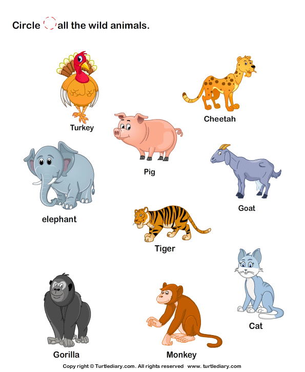 Circle Wild Animals Worksheets For Kindergarten