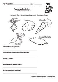 Science Evs Worksheet For Class 3