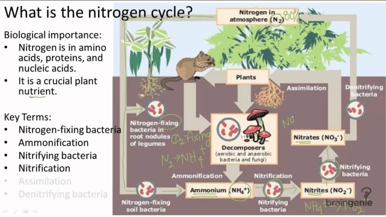 Nitrogen Cycle Worksheet Answer Key