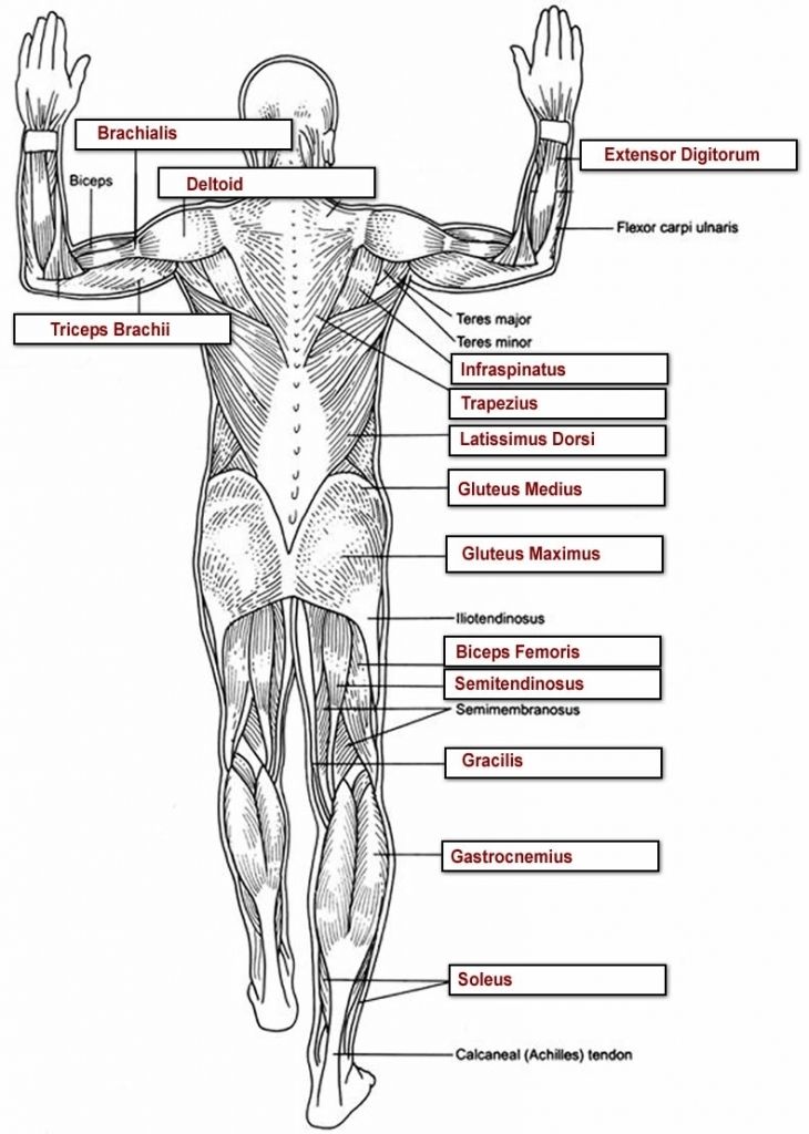 Human Anatomy Worksheets College