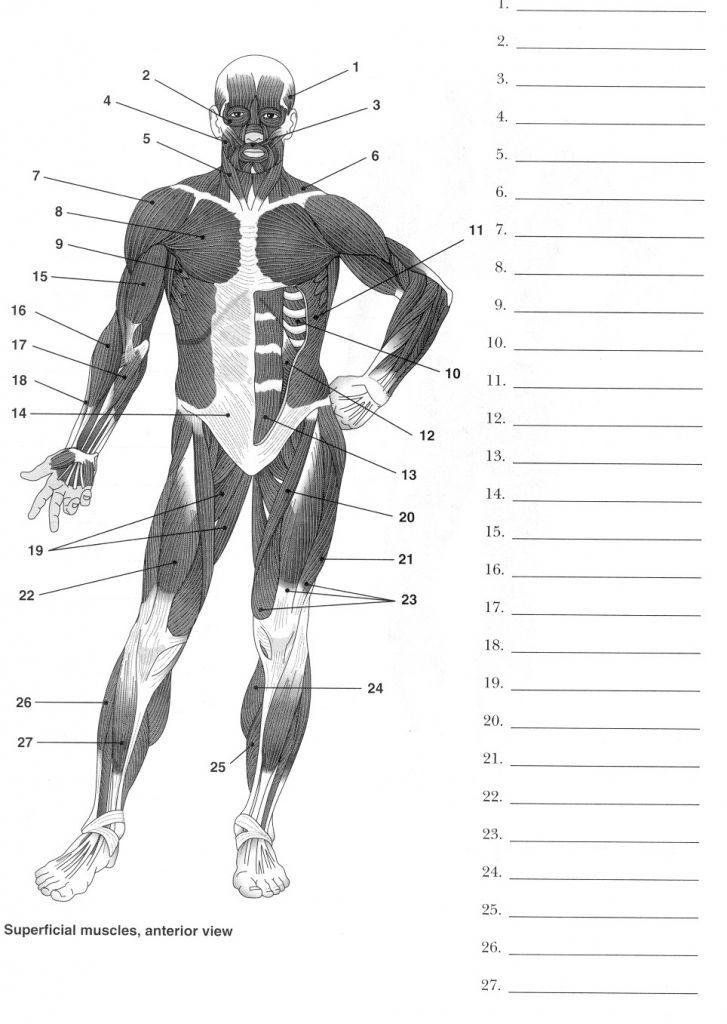 Printable Anatomy Worksheets For Medical Students