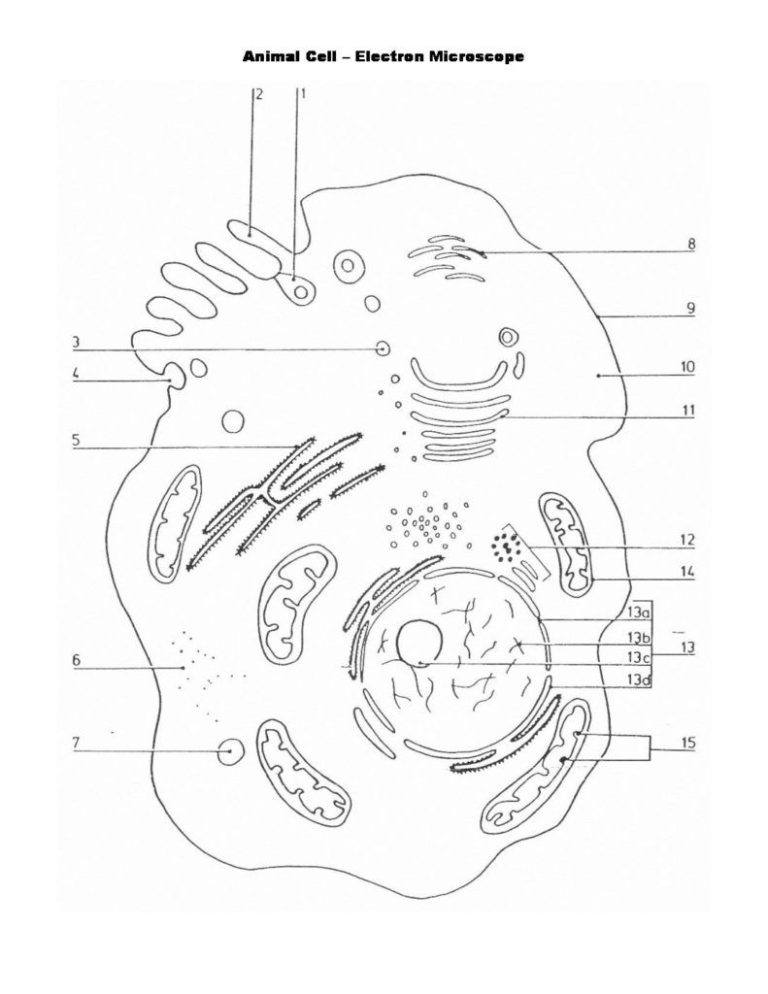 Microscope Drawing Worksheet Pdf