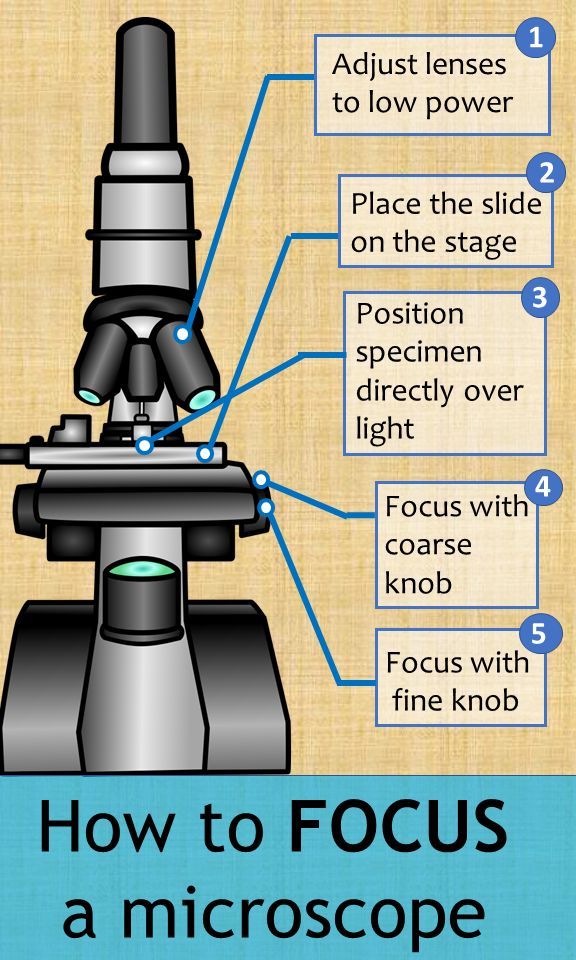 Compound Light Microscope Worksheet Answers