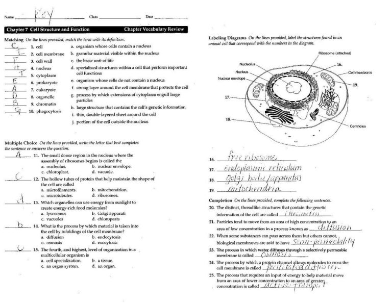 10th Grade Biology Worksheets With Answers Pdf