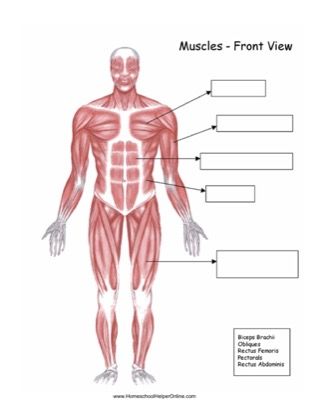 Muscular System Anterior View Worksheet Answers