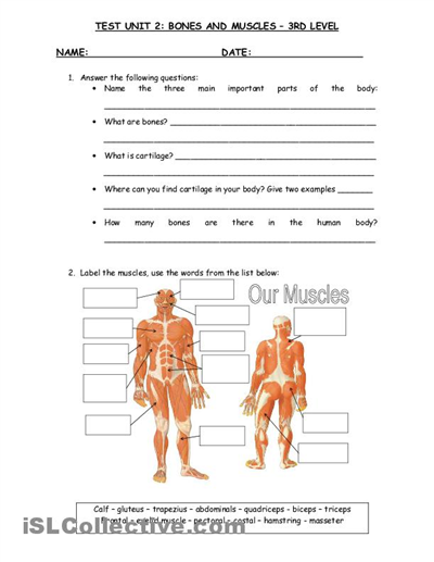 Human Body Science Worksheet For Class 3