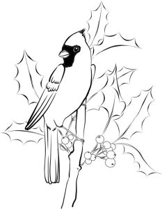 Beccy's Place Cardinal and Holly Bird drawings, Drawings, Bird