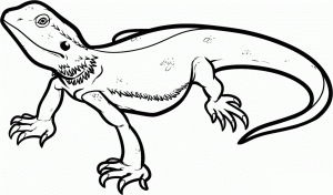 Bearded Dragon Coloring Pages Best Coloring Pages For Kids