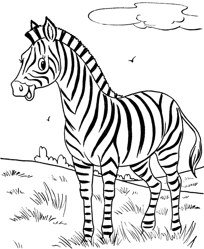 Zebra Color Pages