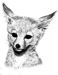 Desert Fox Coloring Pages NetArt