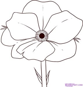 Coloring Pages Poppy Flower Coloring Home