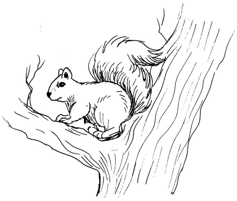 Coloring Pages Of Squirrels