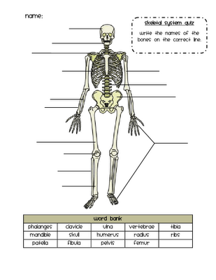Skeletal And Muscular System Worksheet Answers Pdf
