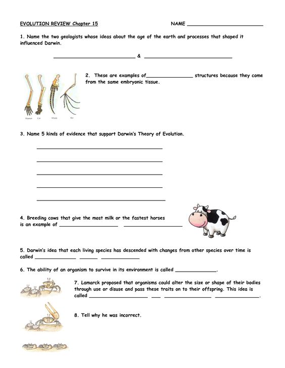 Types Of Natural Selection Worksheet Answers