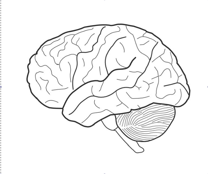 The Brain Coloring Page