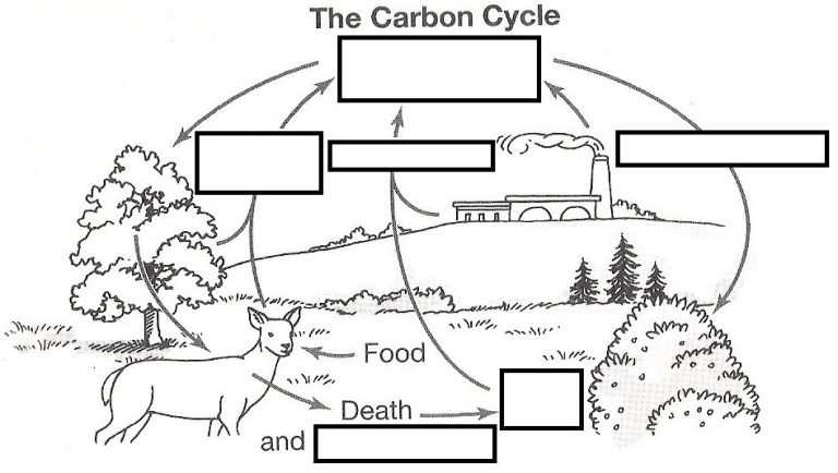 Nitrogen Cycle Close Read Worksheet Answers