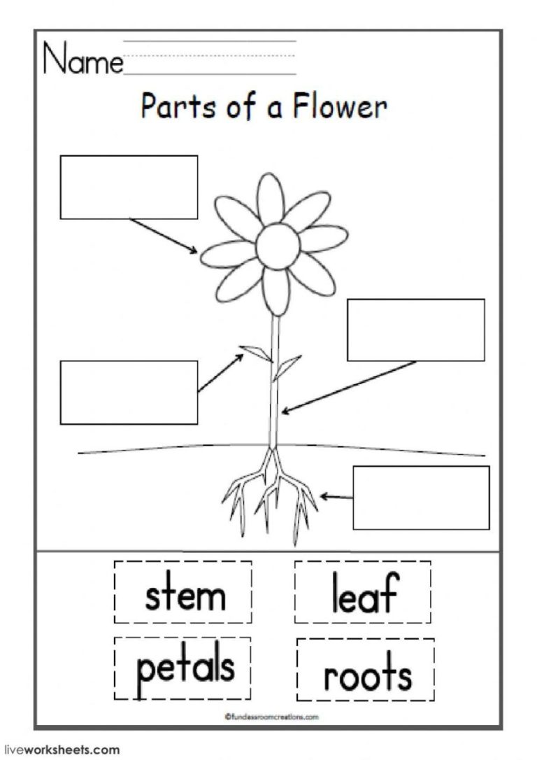 Kindergarten Plant Life Cycle Worksheet Pdf