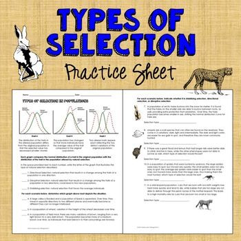 Types Of Natural Selection Worksheet Answer Key