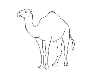 Camel clipart colouring page, Camel colouring page Transparent FREE for