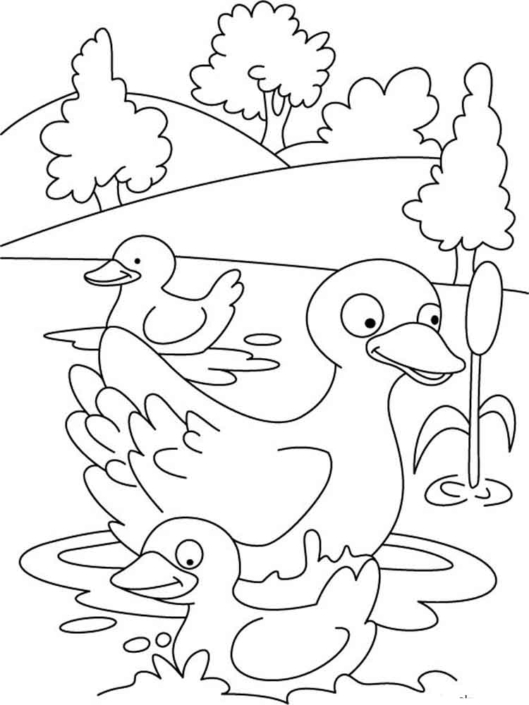 Coloring Pages Duck