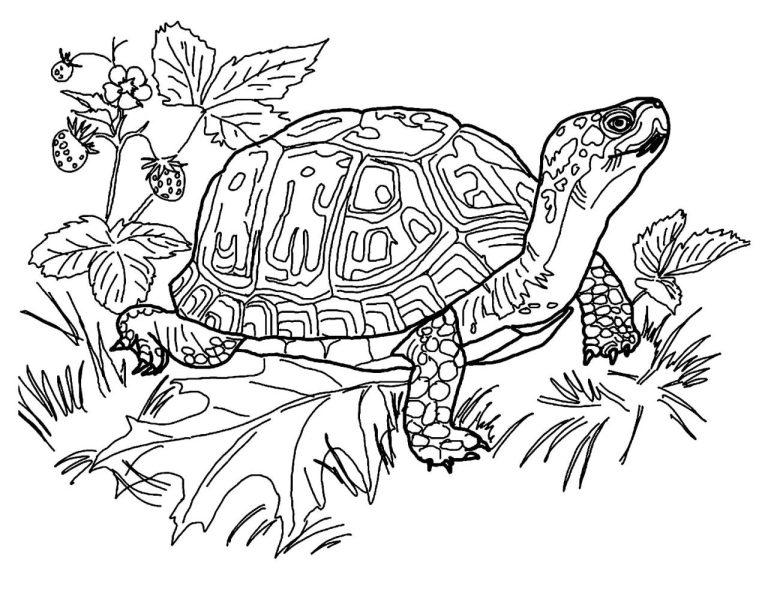 Coloring Pages Of Turtles