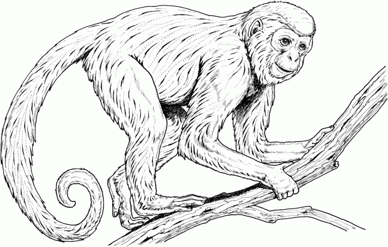 Coloring Pages Of Monkeys
