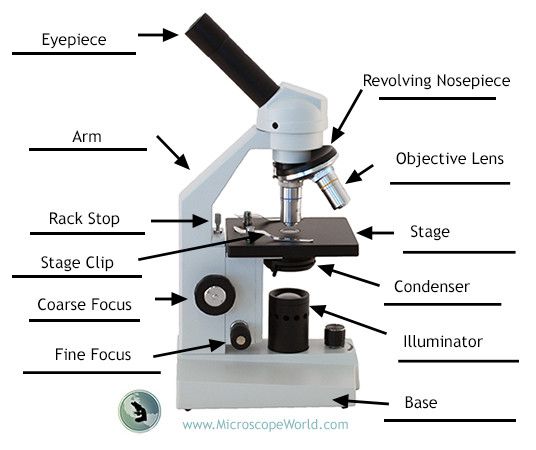 Biology Microscope Worksheet Answers