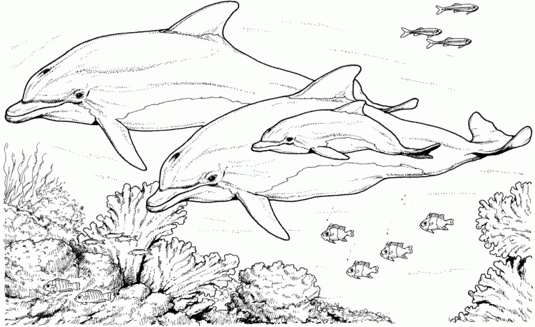Coloring Pages Dolphins