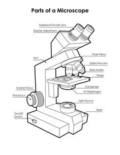 Microscope Labeling Worksheet Answer Key