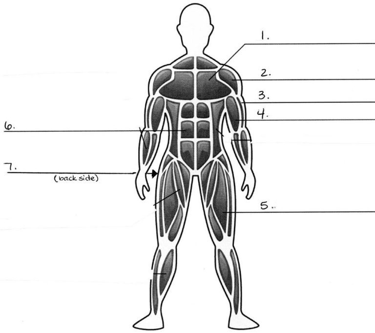 Muscular System Diagram Worksheet Answers
