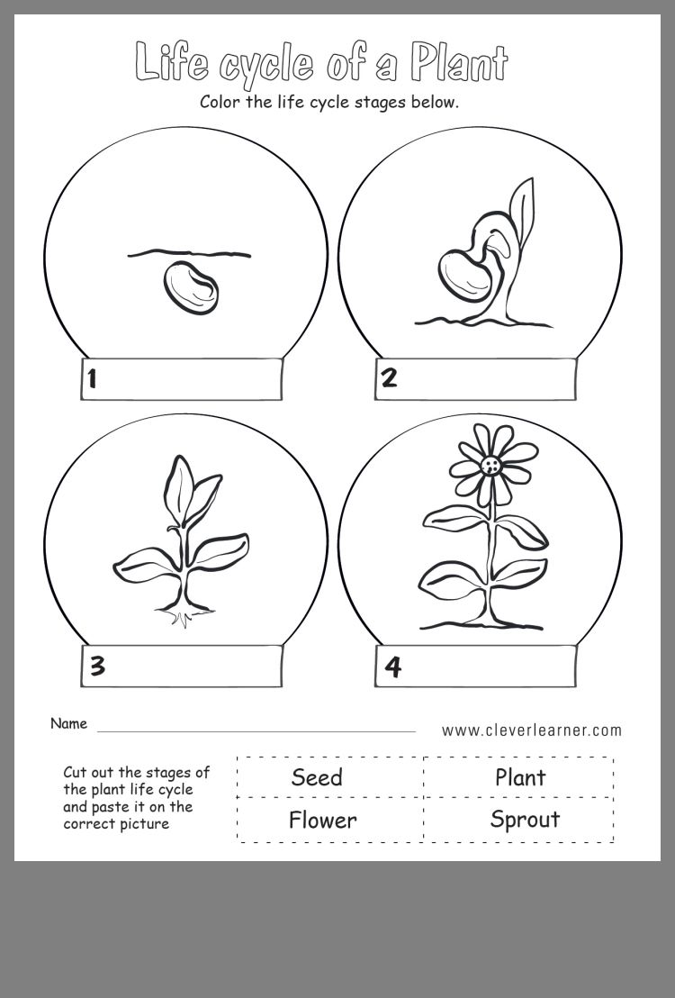 4th Grade Plant Life Cycle Worksheet Pdf