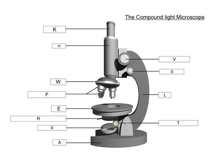 Microscope Worksheet Answers Quizlet
