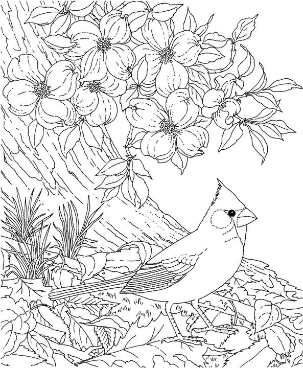 Christmas Cardinal Coloring Pages