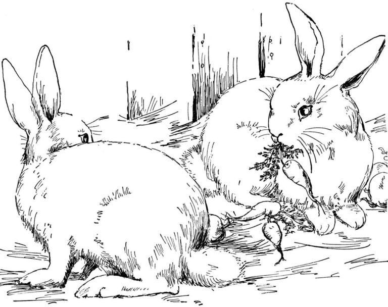 Coloring Pages Of Bunnies