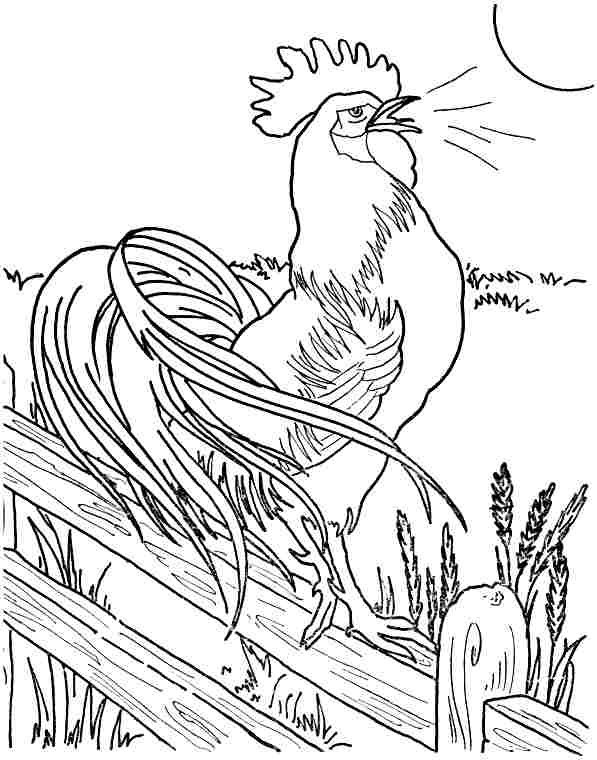 Coloring Page Rooster