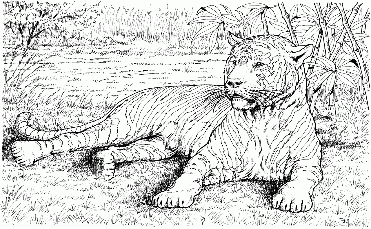 Coloring Pages Of Tigers