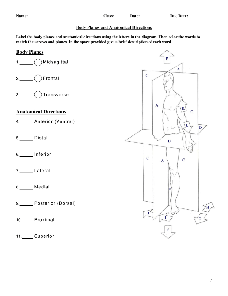 Body Planes And Anatomical Directions Worksheet Answer Key