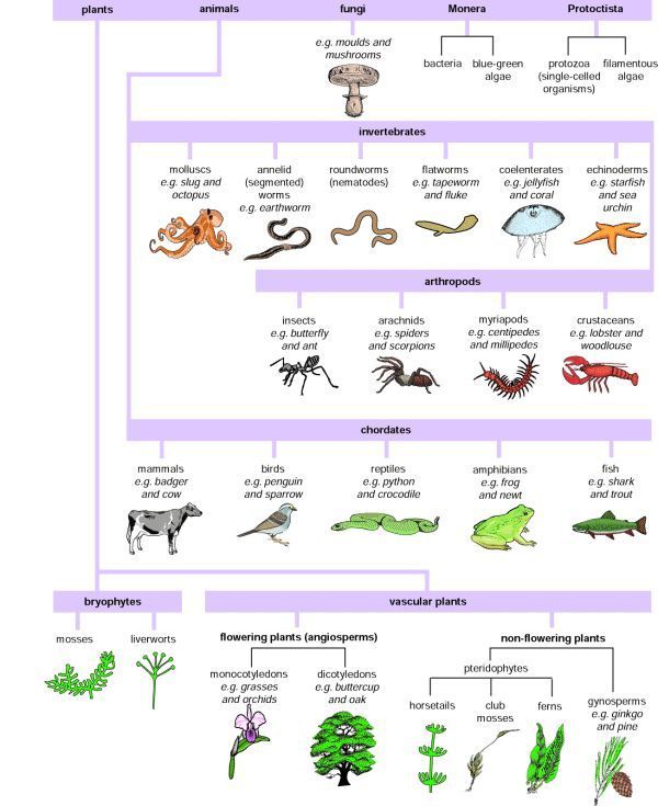 Biology Taxonomy Worksheet Answer Key