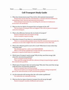 Membrane And Transport Worksheet Answer Key