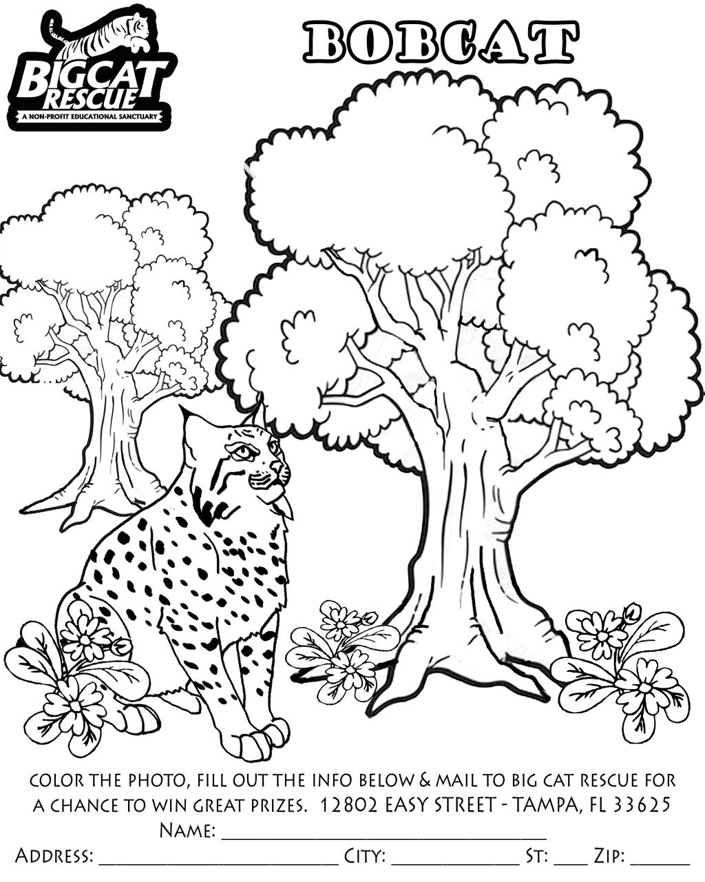 Bobcat coloring pages to download and print for free