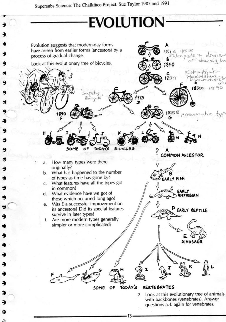 Human Evolution Worksheets