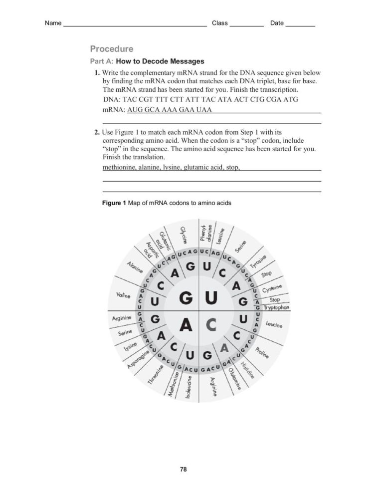 From Dna To Protein Worksheet Answer Key