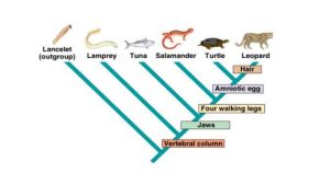 How To Make A Cladogram Worksheet