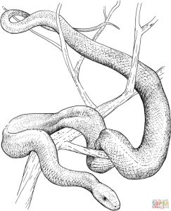 Eastern Green Mamba Coloring Page Free Printable Coloring Pages